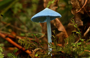 A blue mushroom in a forest. 